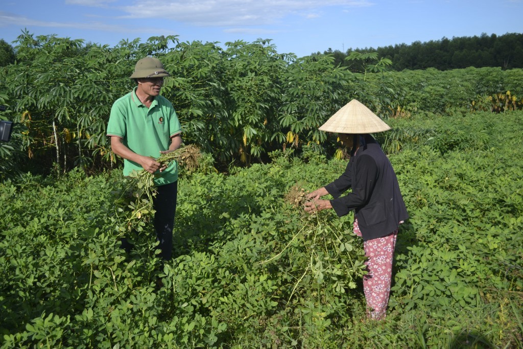 Niềm vui thu hoạch lạc giống cả 2 vợ chồng bà Hạnh 